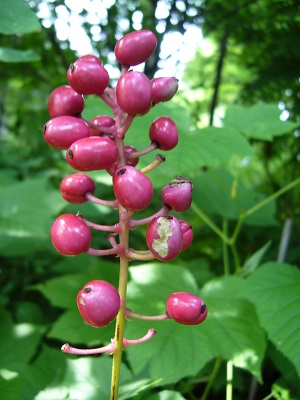 actaea x ludovici ( rubra x pachypoda )